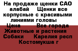 На продаже щенки САО (алабай ). Щенки все корпусные с красивыми линиями головы . › Цена ­ 30 - Все города Животные и растения » Собаки   . Карелия респ.,Костомукша г.